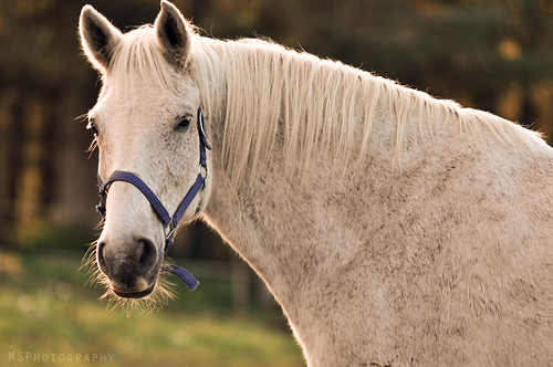 خيل عربية